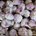 4.5cm 6.5cm 20 kg Ail Blanc Chino Rojo Garlic 2021 Fresh Vegetables GARLIC Normal White GARLIC